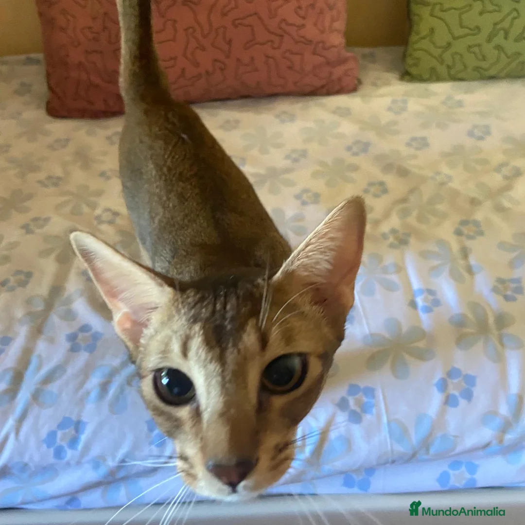 Abisinio gatos en venta: Gatitos ABISINIO - AQUANATURA en Barcelona - Anuncio 5