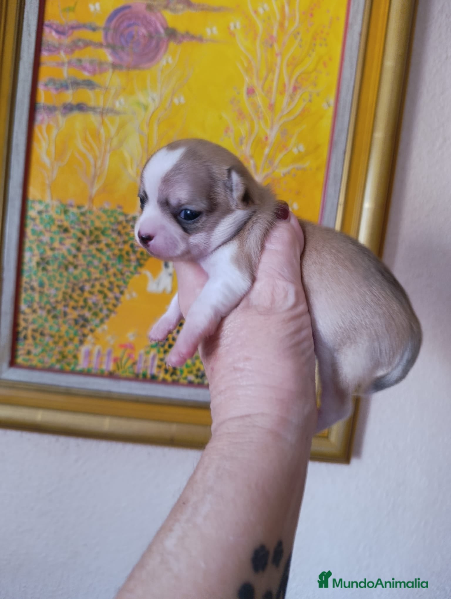 Chihuahua perros CHIHUAHUAS TOYS EXCLUSIVOS  - Anuncio 11