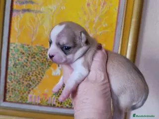 Chihuahua perros CHIHUAHUAS TOYS EXCLUSIVOS - Anuncio 11