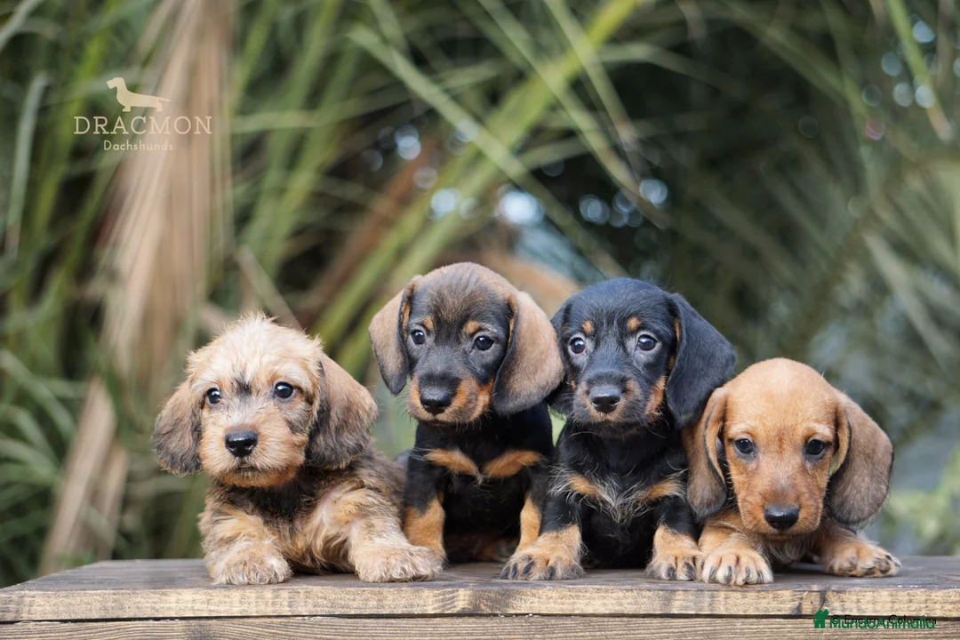 Imagen de galería {{count}}