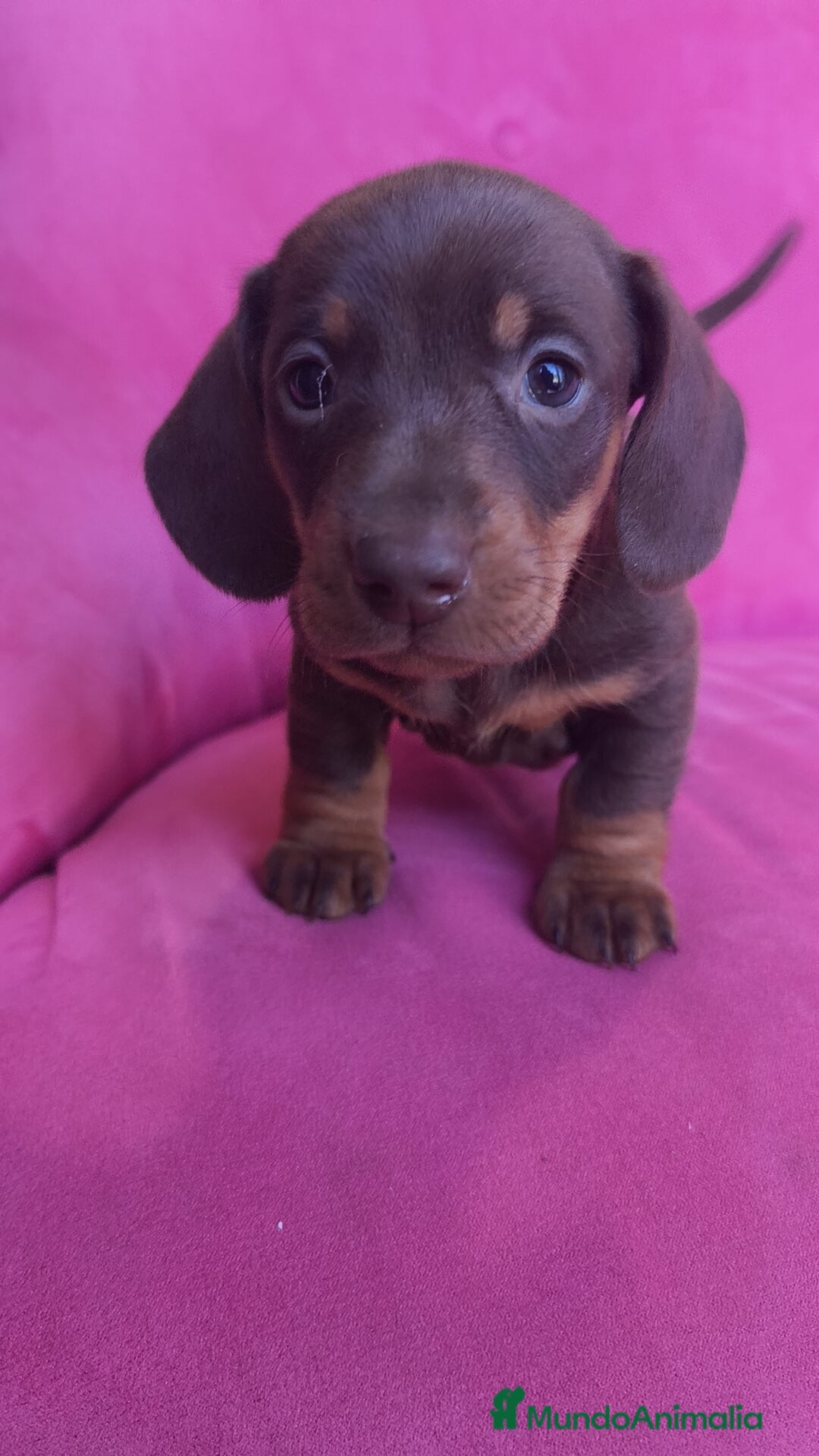 Teckel Miniatura perros en venta: Teckel Kanichen chocolate macho y hembra  - Anuncio 17