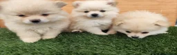 Raza Mixta perros en venta: Spitz aleman  - Anuncio 4