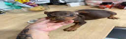 Pinscher Miniatura perros en venta: Mini pincher chocolates e Isabella  - Anuncio 7