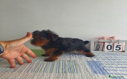 Yorkshire Terrier perros en venta: Yorkshire miniatura  - Imagen 2