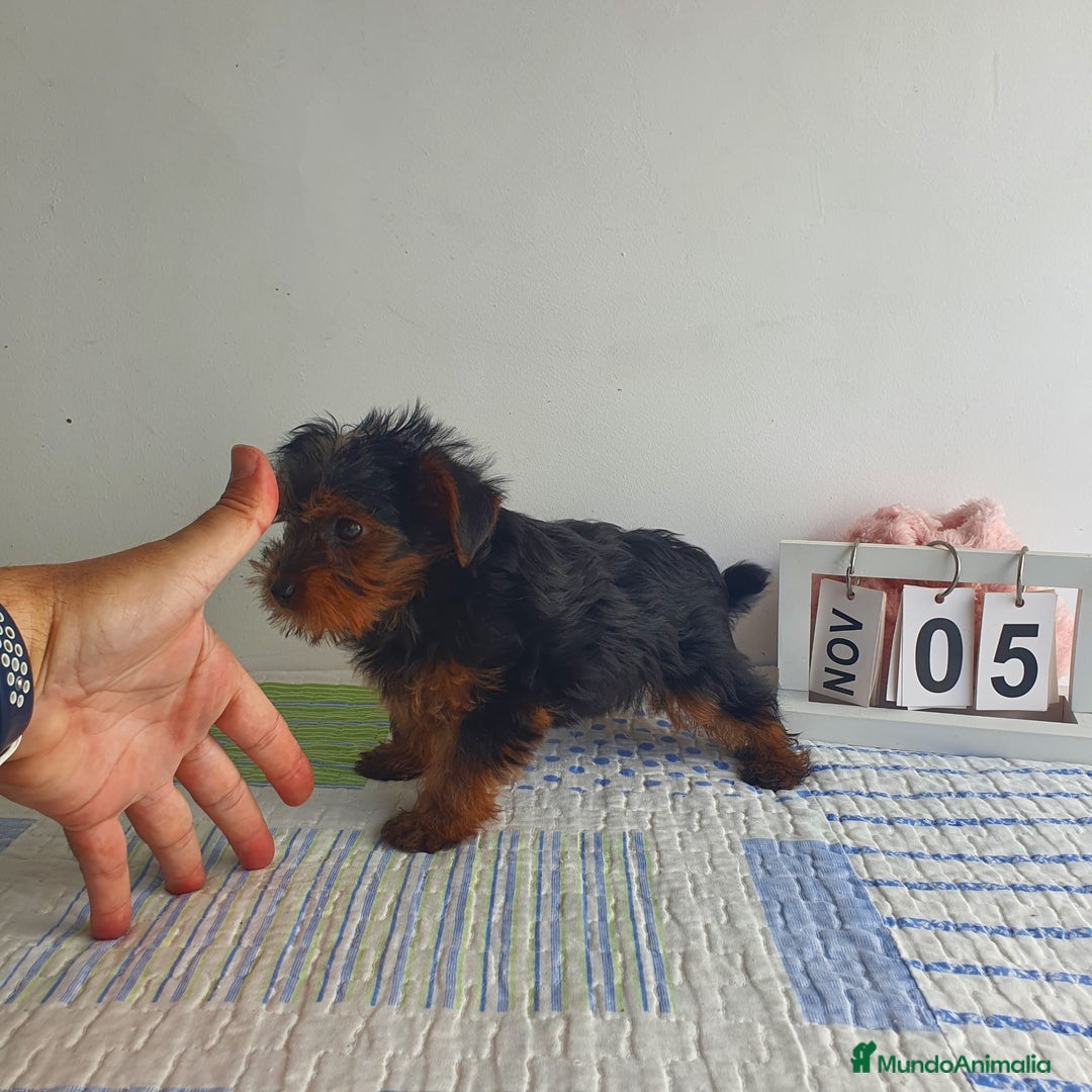 Yorkshire Terrier perros en venta: Yorkshire miniatura  - Imagen 2