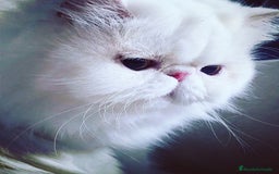 Persa gatos en venta: Persa hembra  - Imagen 4