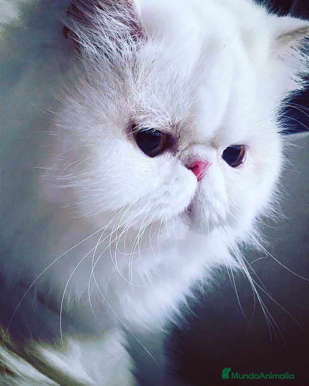 Persa gatos en venta: Persa hembra  - Imagen 4
