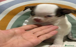 Chihuahua perros en venta: Exclusivos chihuahuas rusos - Imagen 26