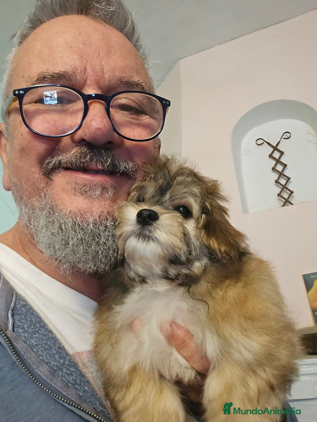 Bichón Habanero perros en venta: BICHON HABANERO - Anuncio 3