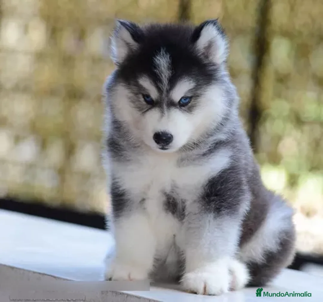 Husky Siberiano perros en venta: HUSKY SIBERIANO , CACHORROS DE CALIDAD - Anuncio 2