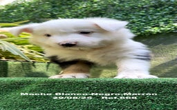 Border Collie perros en venta: Border Collie De Villa Biznaga - Imagen 12