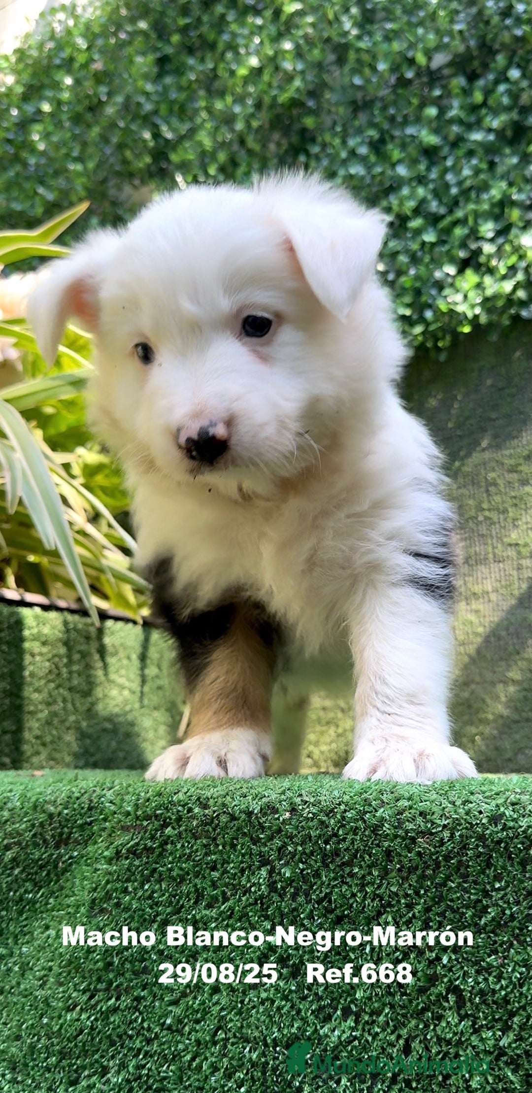 Border Collie perros en venta: Border Collie De Villa Biznaga - Imagen 12