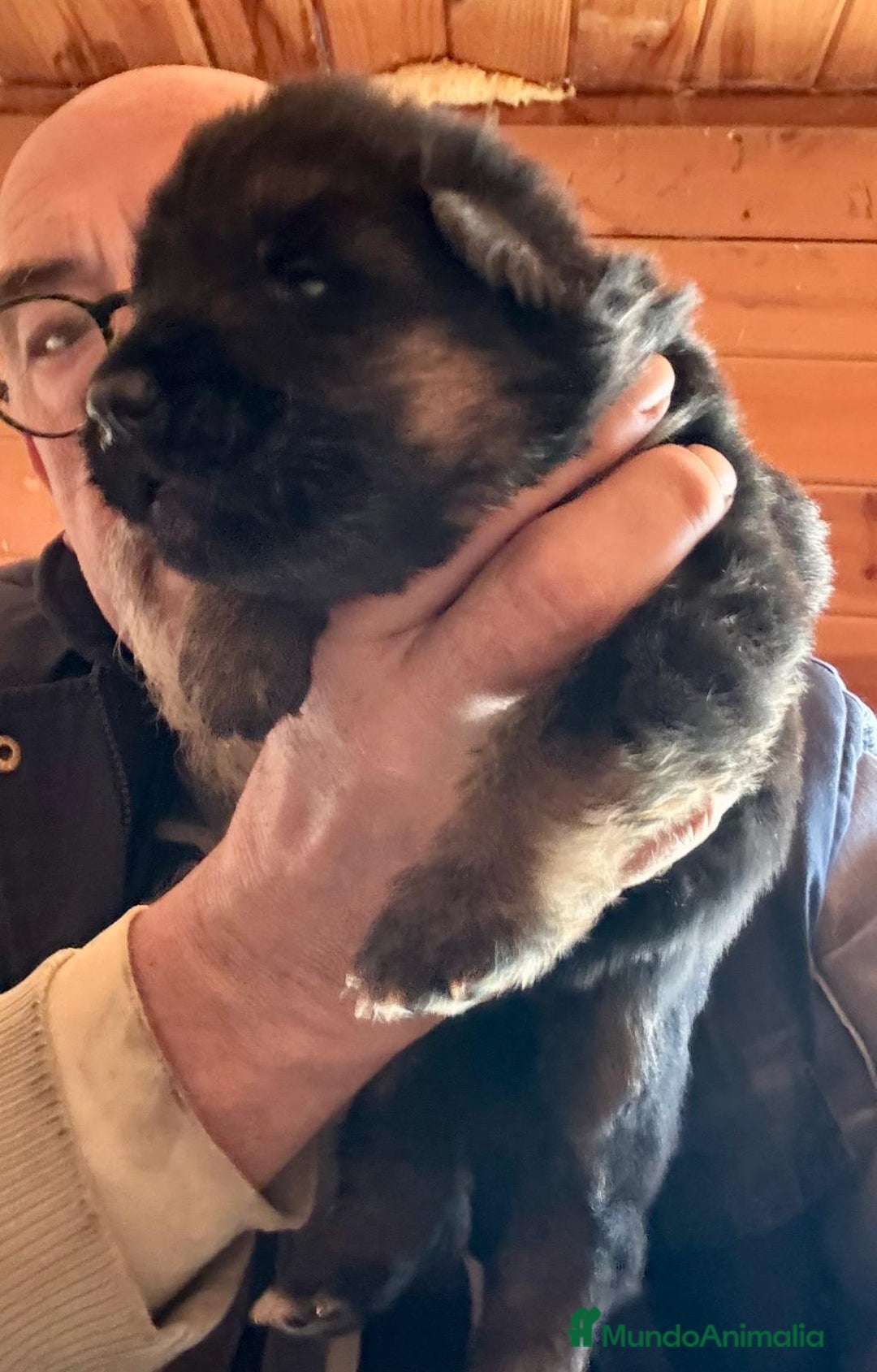 Pastor Alemán perros en venta: Pastor alemán belleza  - Anuncio 8