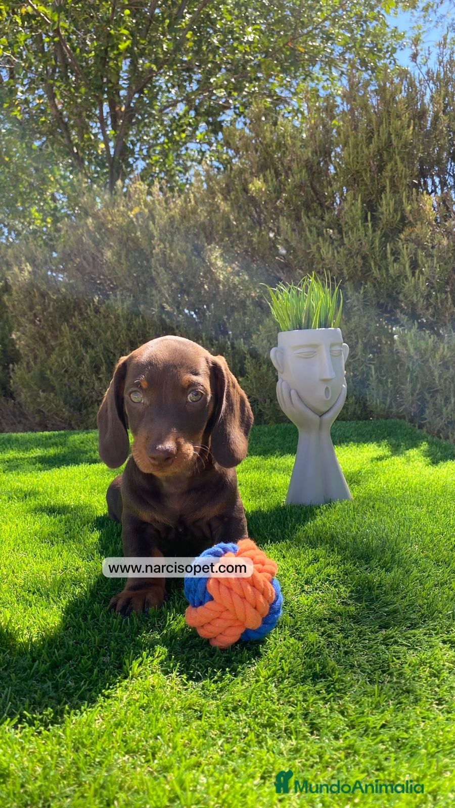 Teckel Miniatura perros VENTA DE TECKEL - Anuncio 2