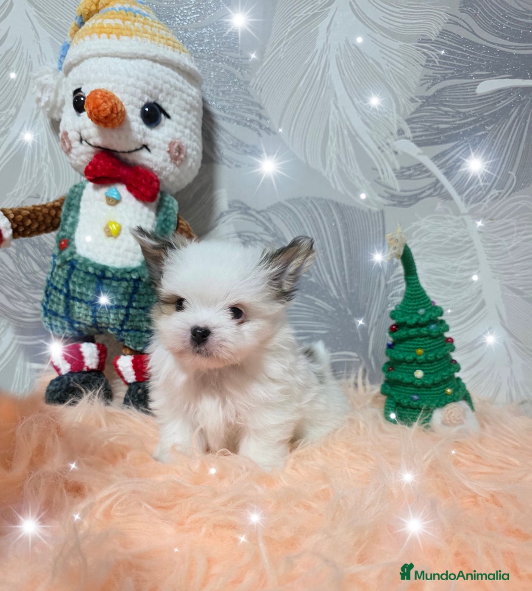 Pomerania perros en venta: Precioso Lulú Pomerania Miniatura  - Anuncio 2