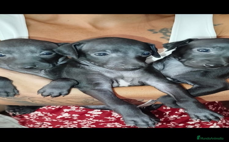 Pequeño Lebrel Italiano perros - Anuncio 1