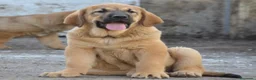Mastín Español perros en venta: Mastín español - Anuncio 3