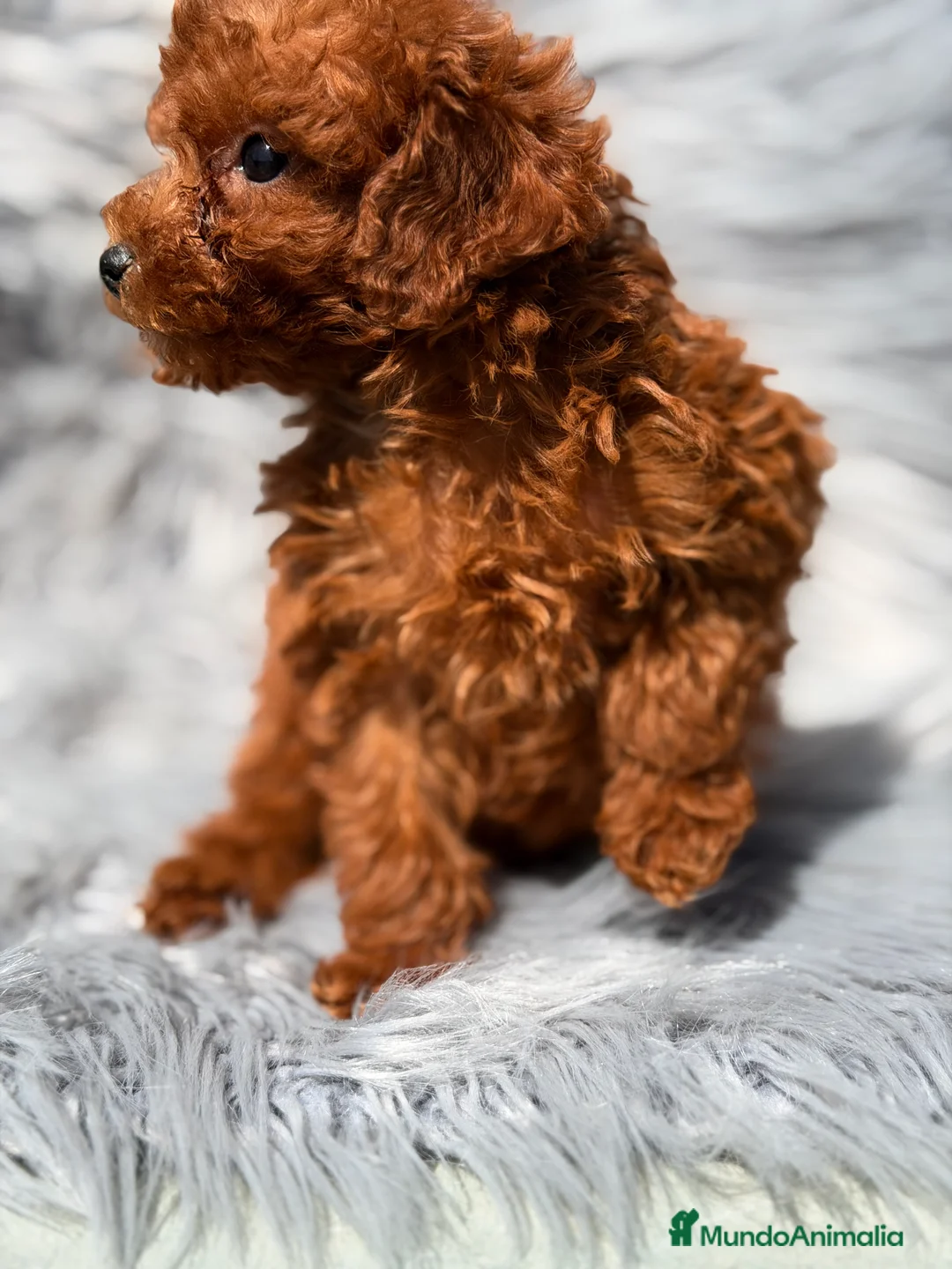 Caniche Toy perros en venta: Caniche Toy rojo   - Anuncio 1