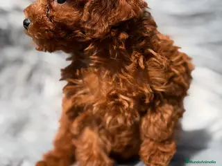 Caniche Toy perros Caniche Toy rojo - Anuncio 2
