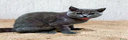 Británico de Pelo Corto gatos en venta: British Shorthair  - Anuncio 6