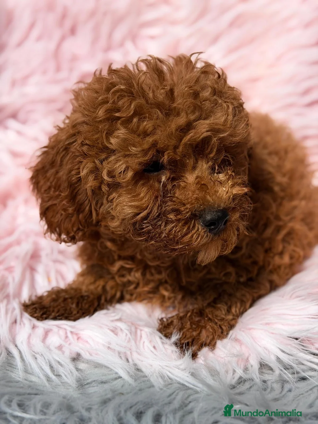 Caniche Mediano perros en venta:  Caniche hembra  - Anuncio 4