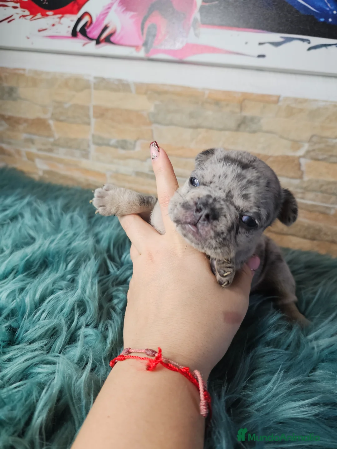 Bulldog Francés perros en venta: Bulldog francés and tan  - Anuncio 2