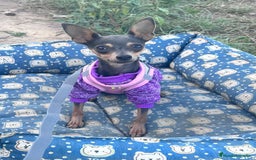Ratón de Praga perros en venta: Raton de Praga  - Imagen 7
