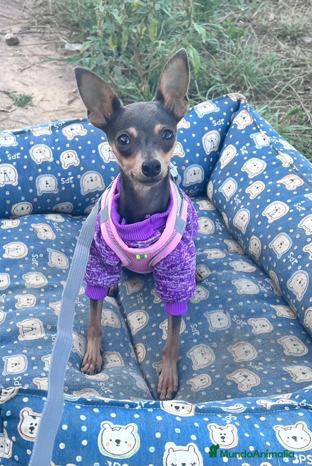 Ratón de Praga perros en venta: Raton de Praga  - Imagen 7