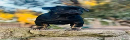 Bulldog Francés perros en venta: Bulldog Frances - Anuncio 4