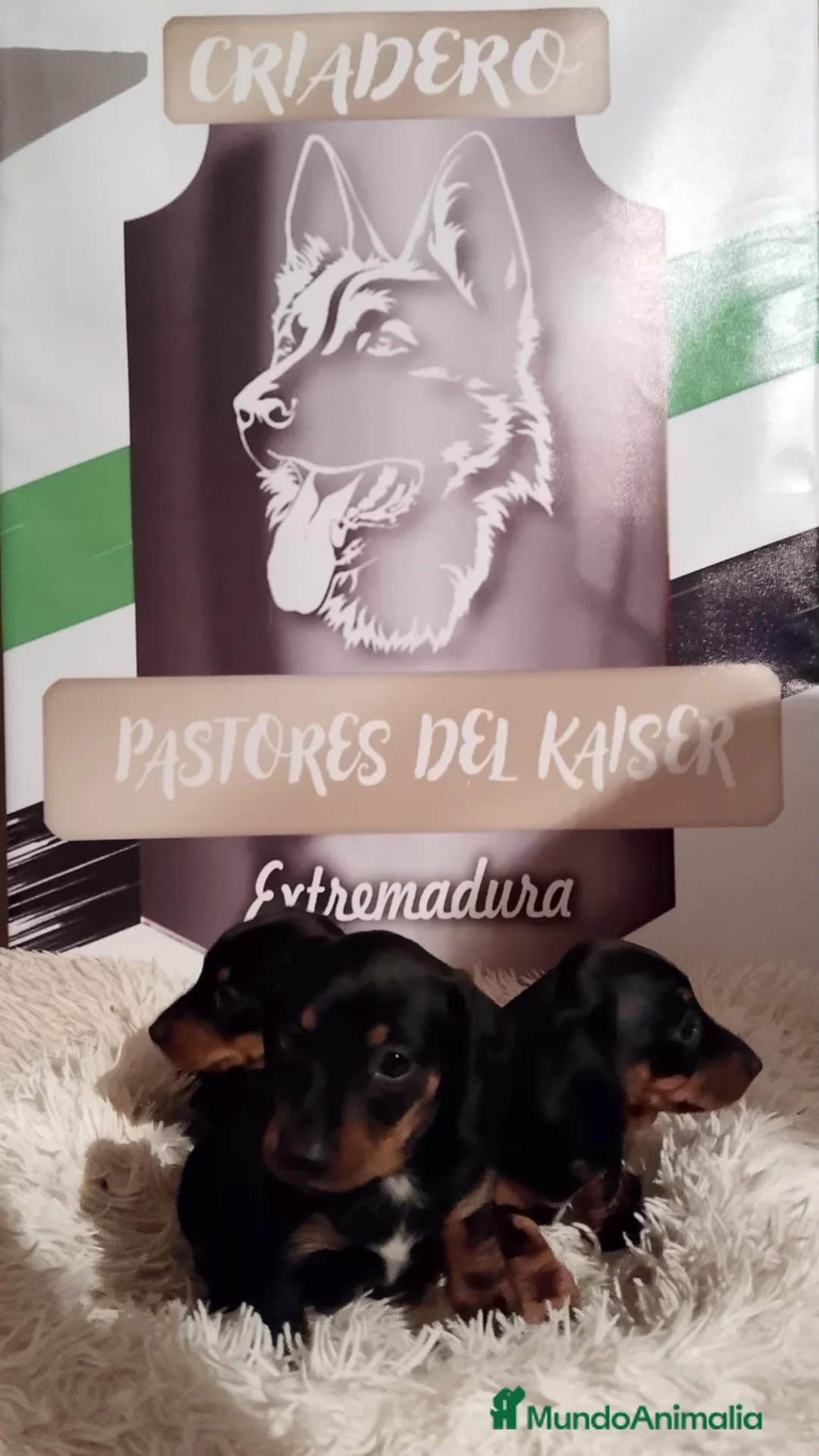 Teckel perros en venta: Cachorritos  de teckel  - Anuncio 1