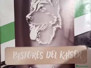 Teckel perros Cachorritos de teckel - Anuncio 1