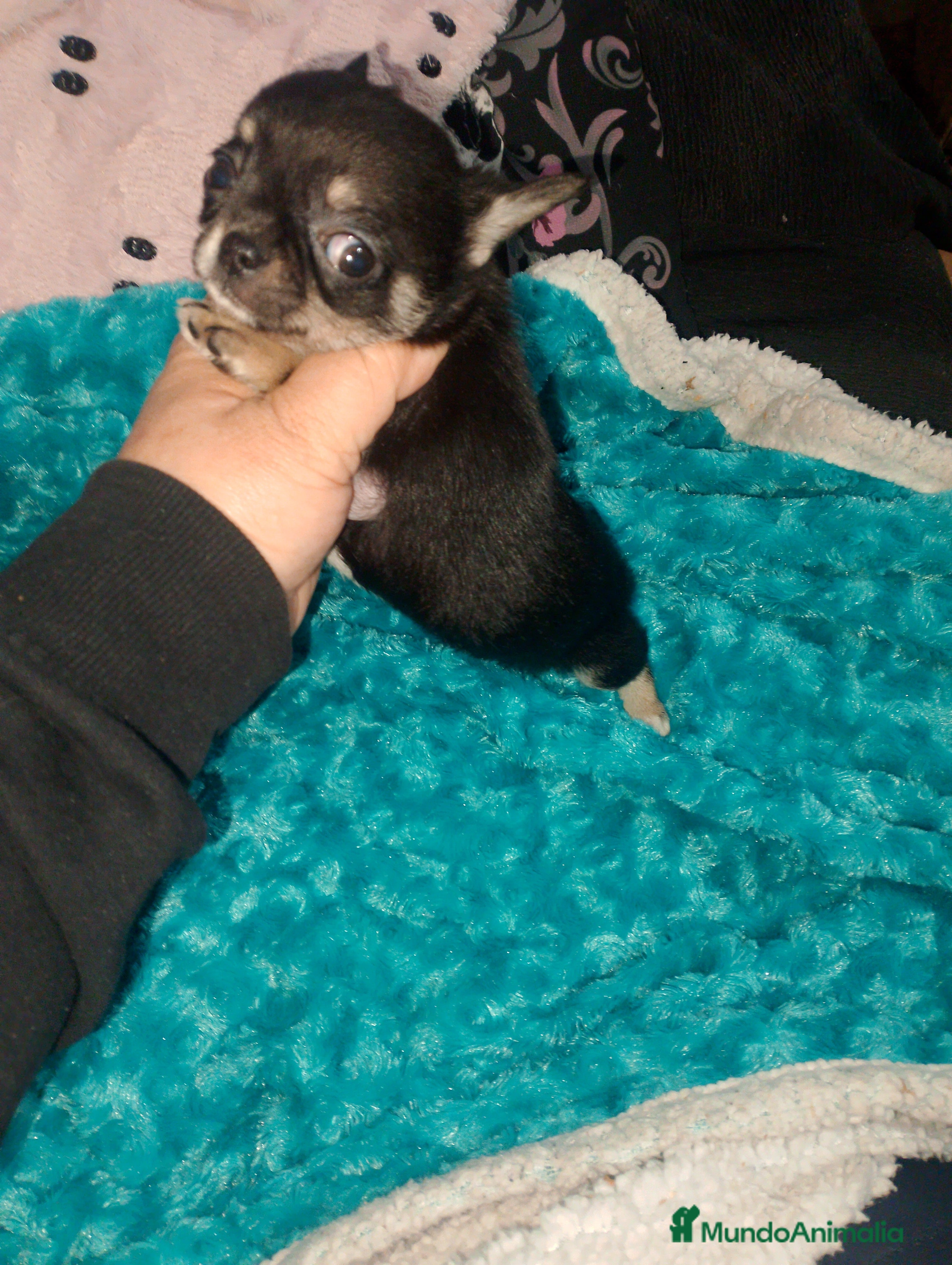 Chihuahua perros Hembra enana negra tricolor  - Anuncio 1