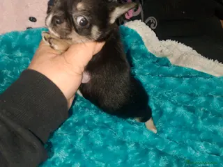 Chihuahua perros Hembra enana negra tricolor - Anuncio 1