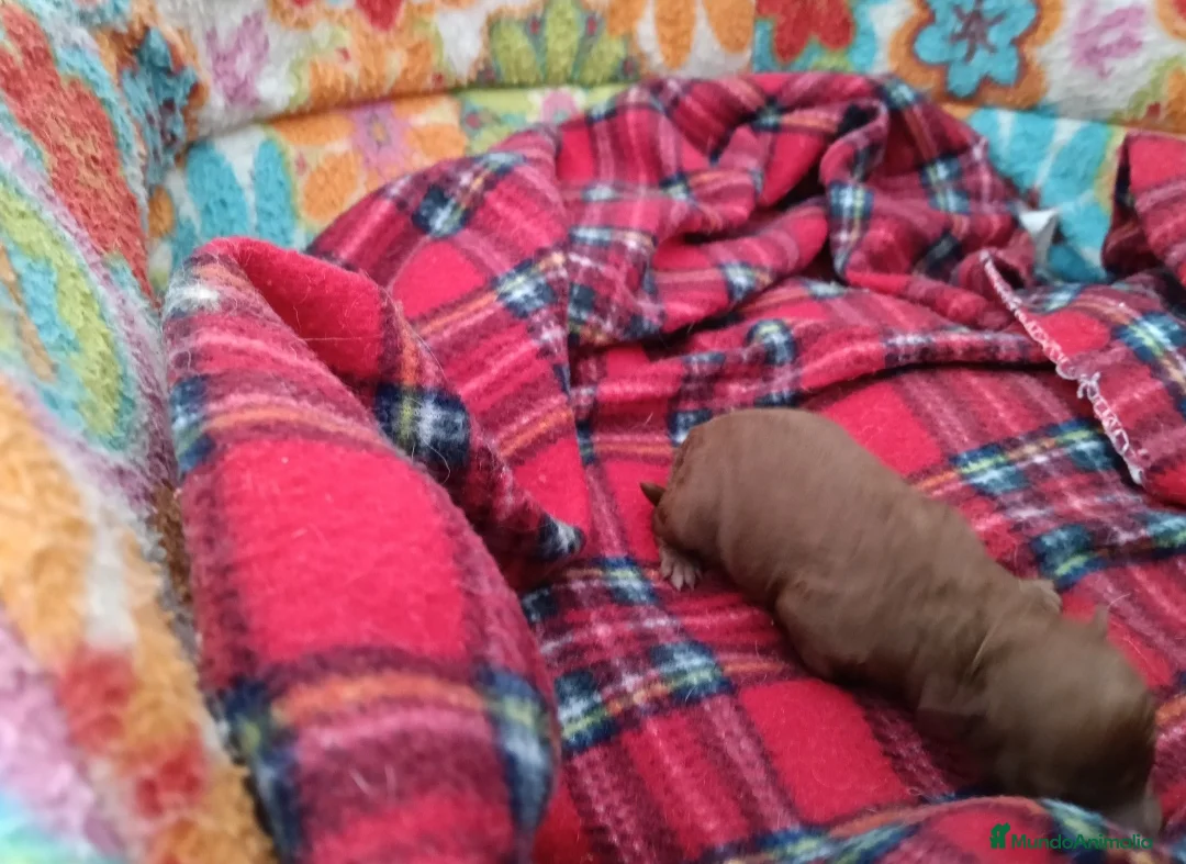 Caniche Toy perros en venta: CANICHES TOY - Anuncio 2