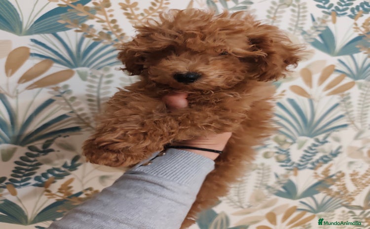 Caniche Toy perros - Anuncio 8