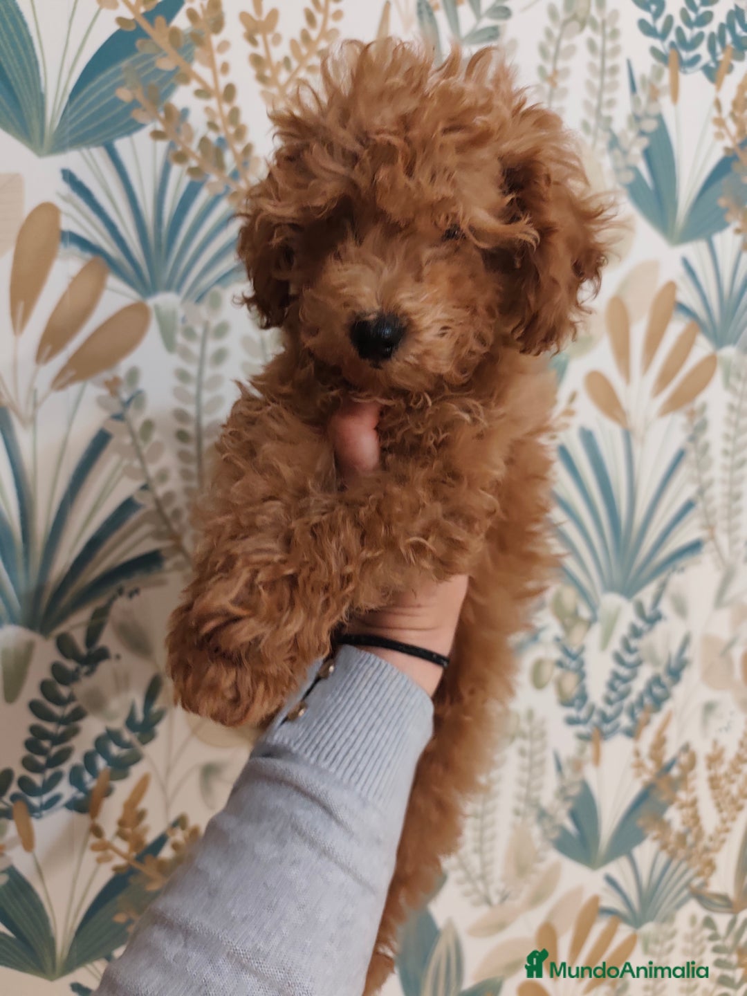 Caniche Toy perros en venta: Espectacular macho disponible  - Imagen 1