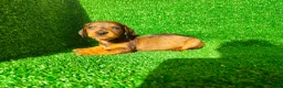 Teckel Miniatura perros en venta: Teckel miniatura  - Anuncio 18