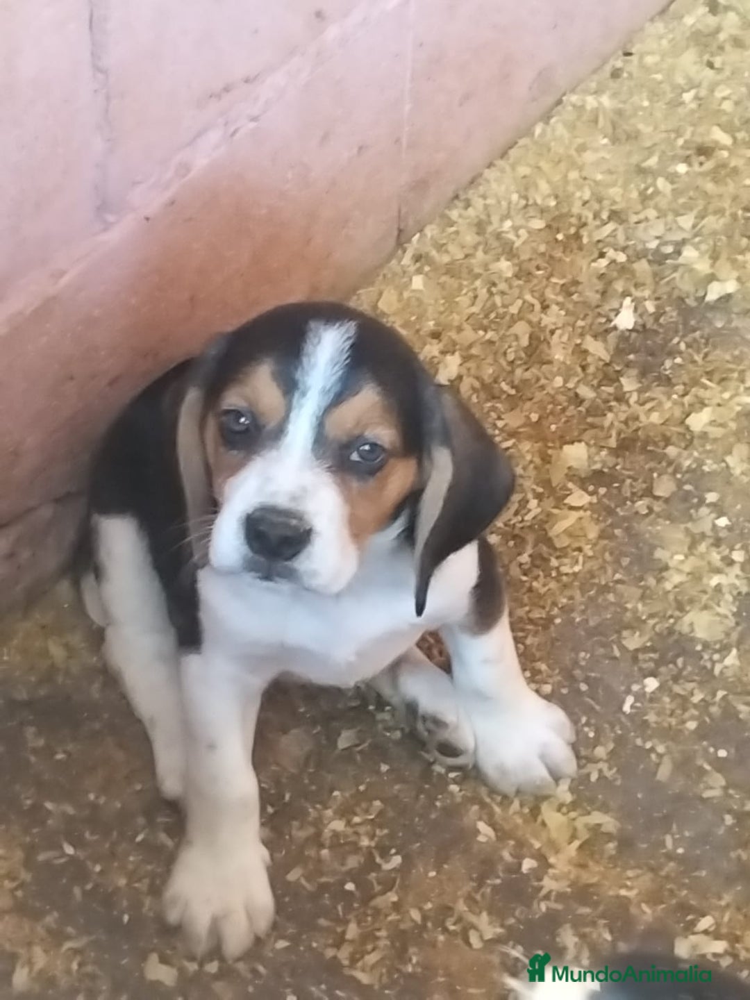 Beagle perros en venta: CACHORRO BEAGLE DE CRIADERO - Imagen 3
