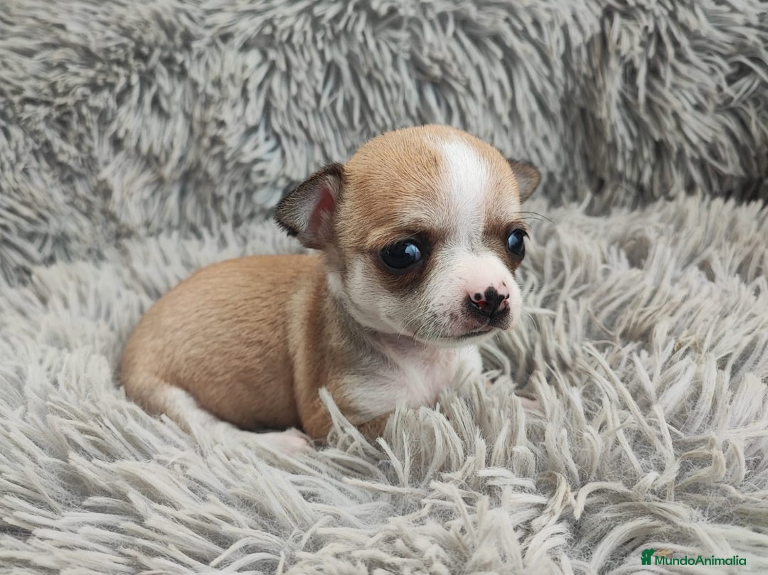 Chihuahua perros en venta: CHIHUAHUA HEMBRA TOY - Anuncio 4