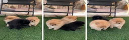 Pomerania perros en venta: POMERANIA - BARCELONA - CACHORROS  - Anuncio 1