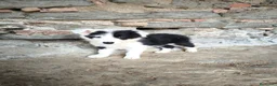 Border Collie perros en venta: Cachorros border collie varios colores! - Anuncio 8