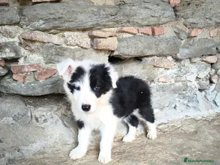 Border Collie perros Cachorros border collie varios colores! - Anuncio 30