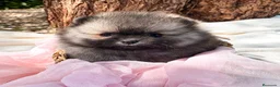 Pomerania perros en venta: Lulú de Pomerania - Anuncio 3