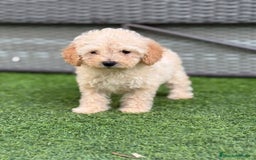Caniche Toy perros en venta: Caniche toy  - Imagen 5
