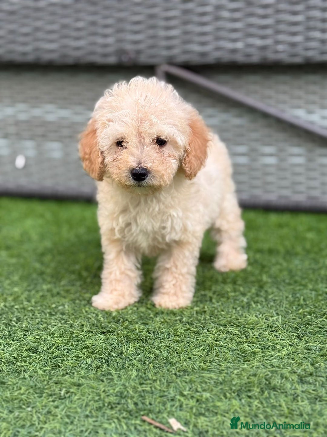 Caniche Toy perros en venta: Caniche toy  - Imagen 5