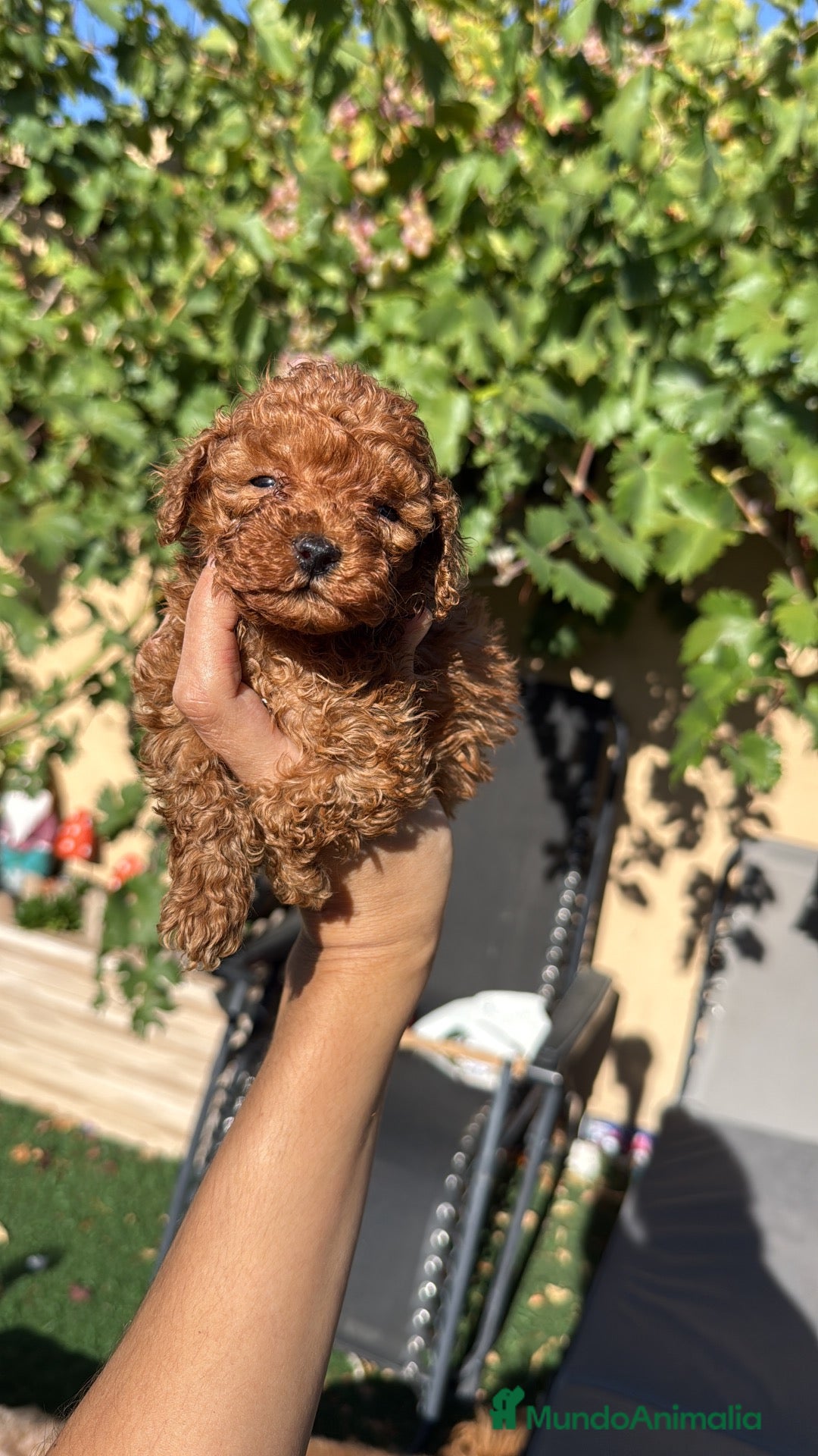 Caniche Toy perros Caniche Toy  - Anuncio 1