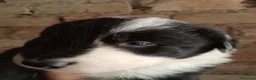 Border Collie perros en venta: Bordes collie  - Anuncio 5