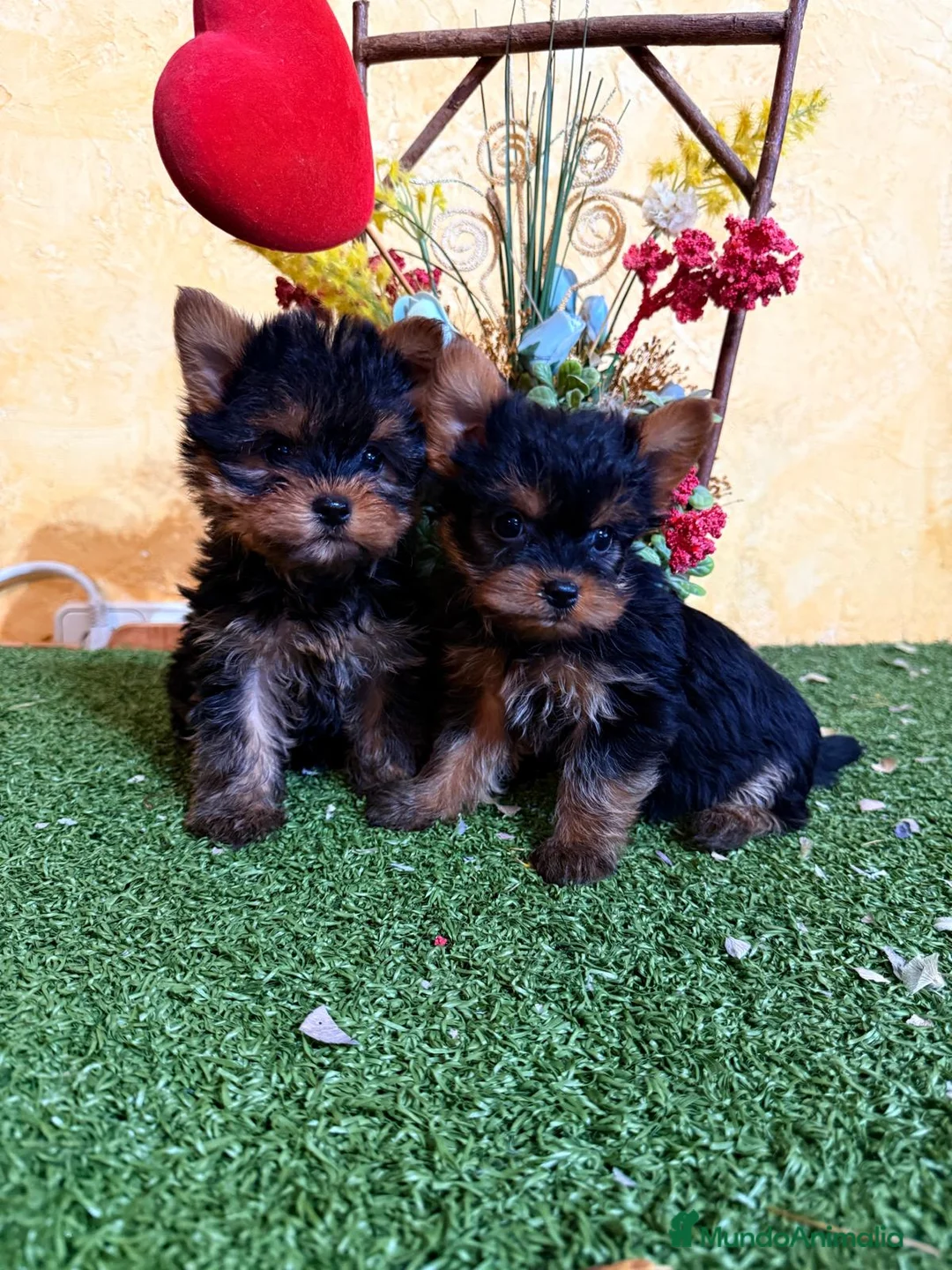 Yorkshire Terrier perros en venta: Yorkshire toy en Madrid - Anuncio 1