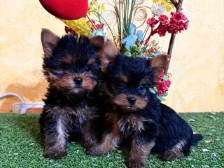Yorkshire Terrier perros Yorkshire toy en Madrid - Anuncio 2