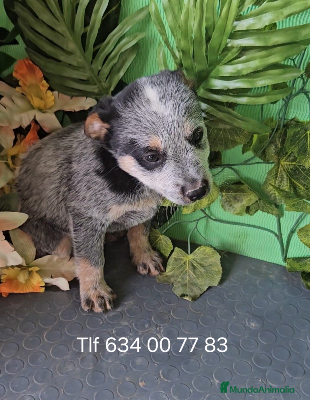 Pastor Australiano perros en venta: Excelentes cachorros boyero australiano  - Anuncio 2